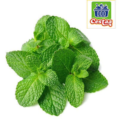 Fresh Mint leaves - Cestaa Retail